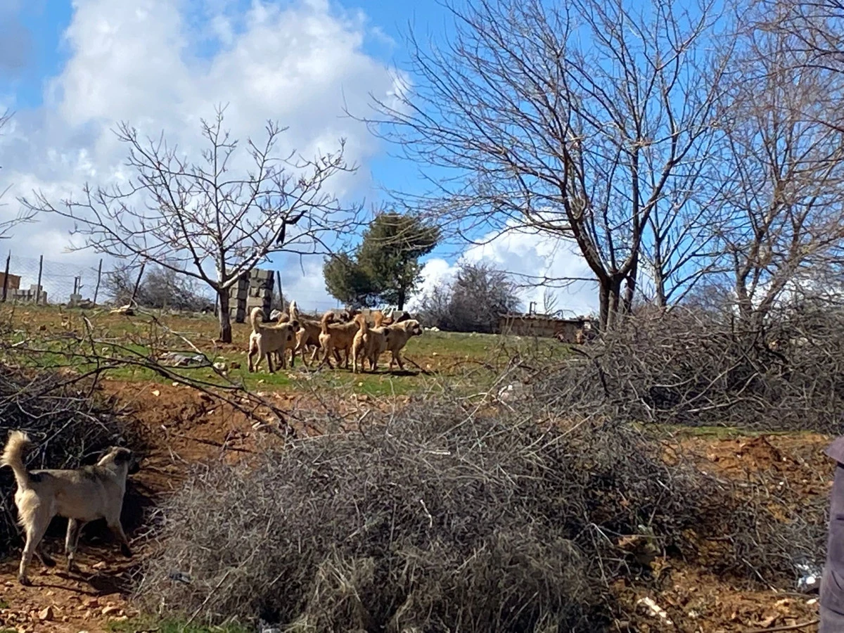 GAZİANTEP&rsquo;TE BAŞI BOŞ K&Ouml;PEK ALARMI: MAHALLE SAKİNLERİ TEDİRGİN